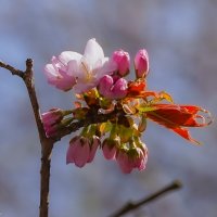 Пробуждение... :: Владимир Жданов