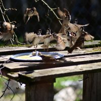 полетели "голуби"! :: Константин Сафронов
