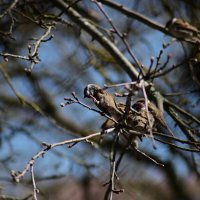 чиррик :: Константин Сафронов