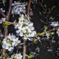 Апрель. Ночь.Алыча. :: Sergey 