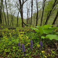 ПРОГУЛКА В ЛЕСУ :: Tata Wolf