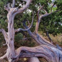 ..о.как причудливы изгибы  ствола  можжевельника... :: galalog galalog