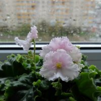 Так нежны, так изысканно милы, словно светятся изнутри. :: Люба 