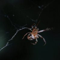 Я не давал согласия на съемку :: Татьяна Салиева