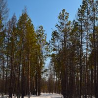 Тропинка :: Надежда 