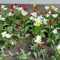 Апрельское разноцветье на ростовском газоне :: Нина Бутко