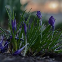 Ышшо одно утро. :: Николай 