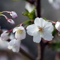 Апрельское цветение :: ZNatasha -