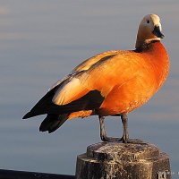 уточка :: Олег Лукьянов