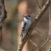 Дятел :: Viktor Makarov