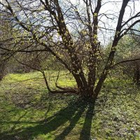 Прозрачность апреля :: Андрей Лукьянов