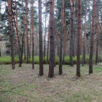 В бору :: Дмитрий И_