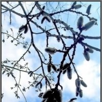 Весенний этюд :: Ольга Довженко