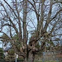 Причудливый страж участка ) :: Veera V