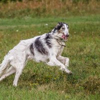 Русская борзая :: SanSan 