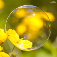 На цветке :: Андрей Пристяжнюк