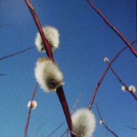 Нежность :: Людмила Смородинская