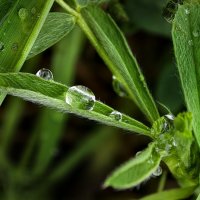 После дождя :: Мариша Тим