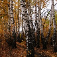 октябрь в берёзовой аллее :: Елена Шаламова