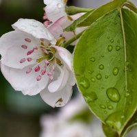 Цветение груши :: Мариша Тим