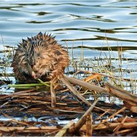 Лакомство ондатры :: Валентин Котляров