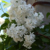 Белая сирень. :: Александр Владимирович Никитенко