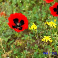 Апрель. :: Александр Владимирович Никитенко