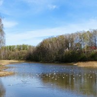 Чайки на пруду. :: Милешкин Владимир Алексеевич 