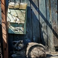 В ОЖИДАНИИ ПОЧТОВЫХ ГОЛУБЕЙ :: Юрий Вовк