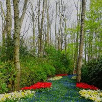 Королевство цветов(серия) :: Владимир Манкер