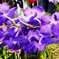 Королевство цветов(серия) :: Владимир Манкер