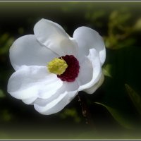 Магнолия :: Aleksandr Gal