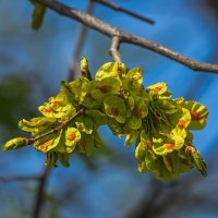 Карагач, есть такое дерево :: Игорь Сикорский