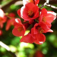 Японская  айва :: Валентин Семчишин