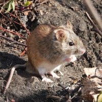 Полевая мышь :: Лина 