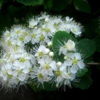 В месяце мае :: Елена Семигина