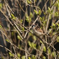 Найди воробья. :: Татьяна Бравая