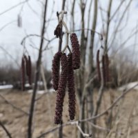 Ольховый "человечек" :: Anna Ivanova