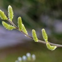 Апрельские пушистики :: Светлана 