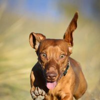 ... :: Владимир Салапонов