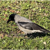 ****** :: Валерия Комова