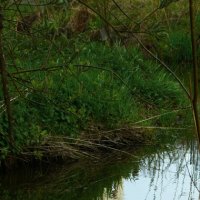 Отражение. :: Константин Белоногов