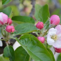 Примеряют яблони белорозовый наряд... :: Надежда Куркина 