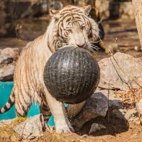 бенгальский тигр :: Аркадий Лаптенко