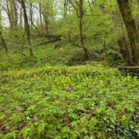 Прогулка в лесу :: Tata Wolf