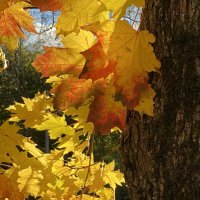 Клен в октябре. :: Татьяна 