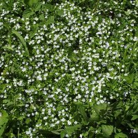 Вероника :: Freddy 97