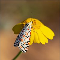 Медведица красноточечная.(Utetheisa pulchella). :: Александр Григорьев