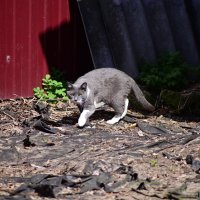 Σ :: Константин Сафронов