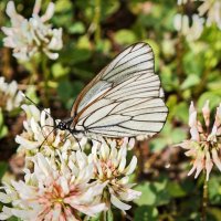 Бабочка :: Александр 